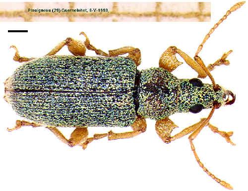 Phyllobius argentatus