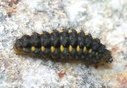 Réf. 1 062 : Zygaena exulans