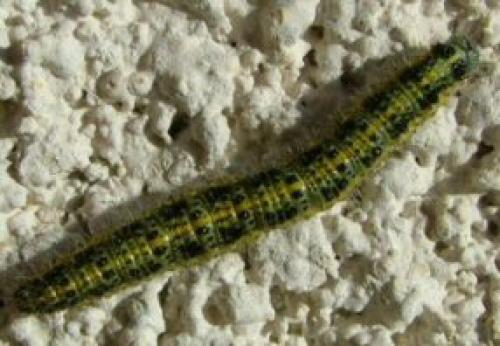Pieris brassicae