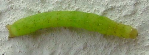 Phlogophora meticulosa