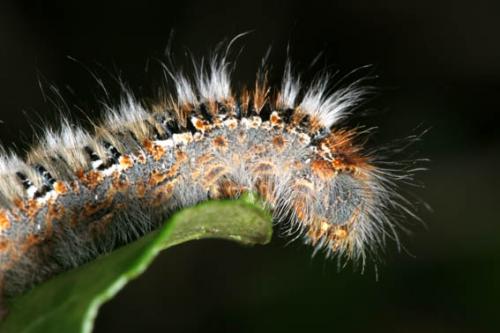 Lasiocampa quercus