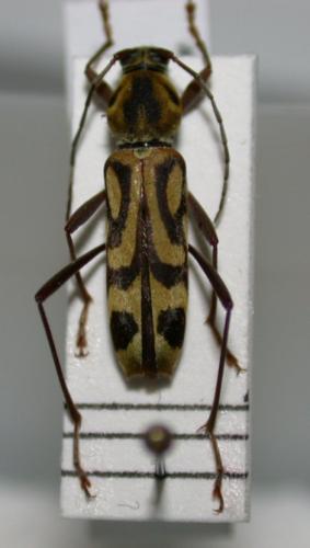 Réf. 1 574 : Chlorophorus annularis