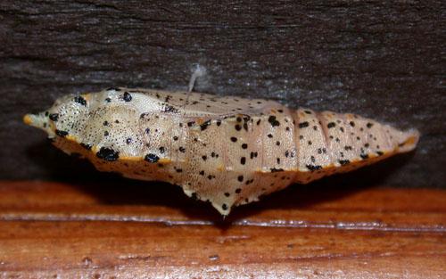 Pieris brassicae