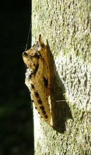 Réf. 1 114 : Pieris napi