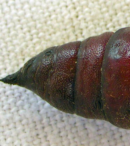 Sphinx pinastri