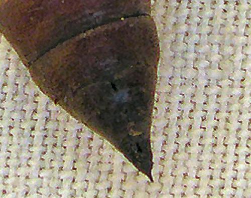Réf. 1 032 : Sphinx pinastri