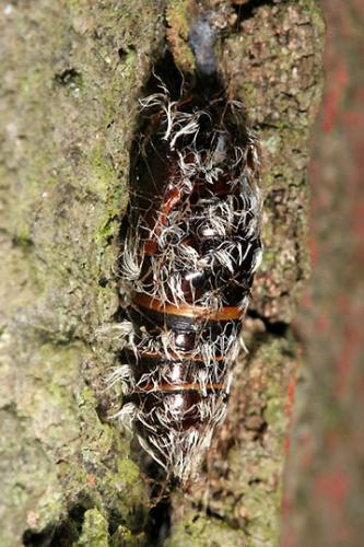 Lymantria monacha