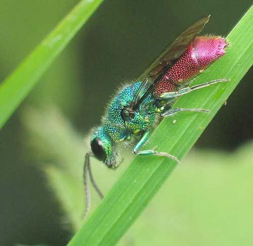 Réf. 1 794 : Chrysis sp.