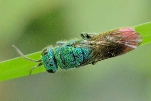 Réf. 1 795 : Chrysis sp.