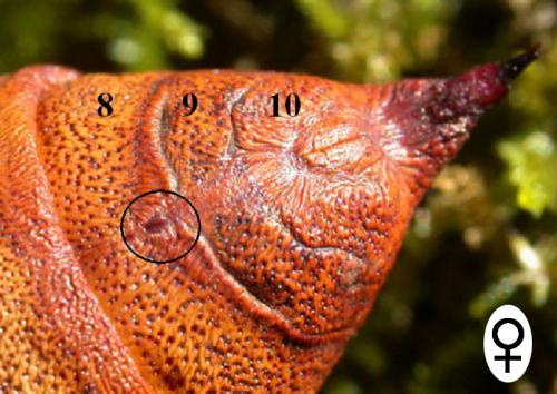 Hyles euphorbiae