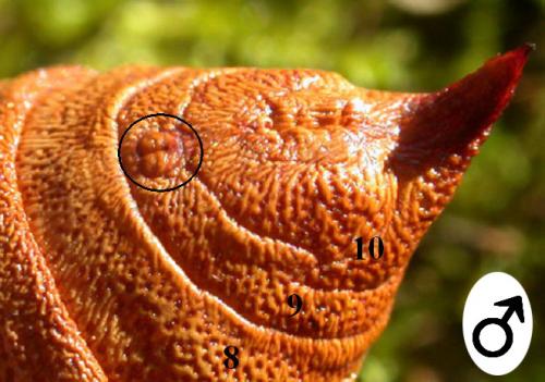 Hyles euphorbiae