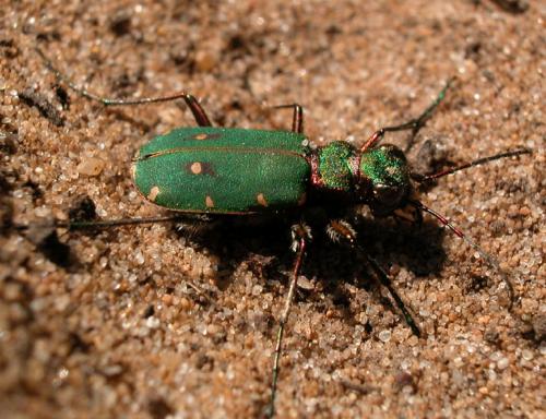 Cicindela campestris
