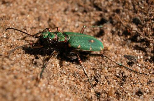 Cicindela campestris
