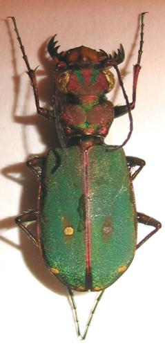 Cicindela campestris olivieria