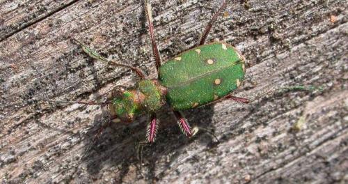 Réf. 1 553 : Cicindela campestris
