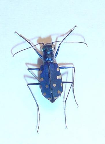 Réf. 1 815 : Calomera alboguttata
