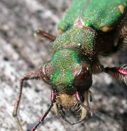 Cicindela campestris