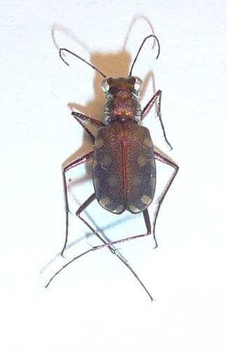 Réf. 1 816 : Calomera aulica