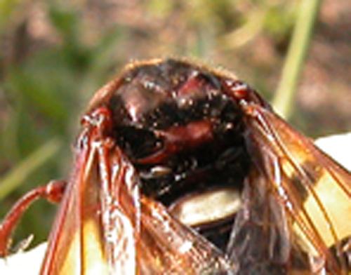 Cimbex connatus