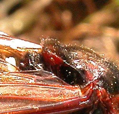 Cimbex connatus