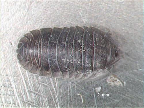 Réf. 1 134 : Armadillidium nasatum