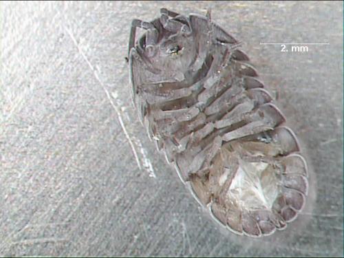 Réf. 1 135 : Armadillidium nasatum