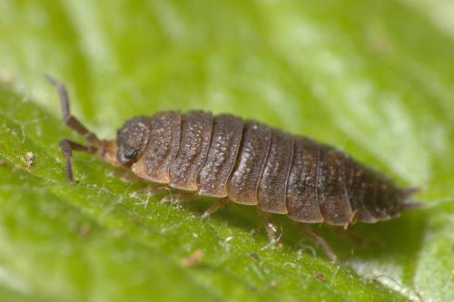 Porcellio scaber