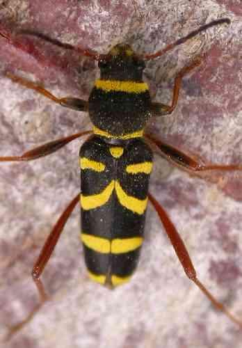 Réf. 1 325 : Clytus arietis