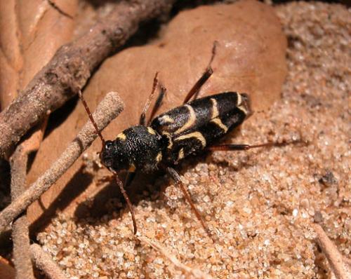 Xylotrechus antilope