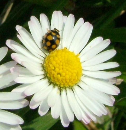 Réf. 1 732 : Coccinula quatuordecimpustulata
