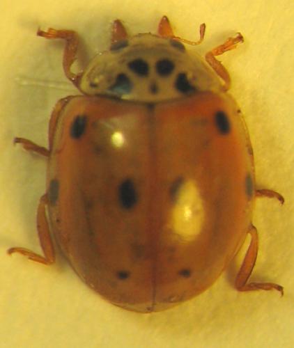 Adalia decempunctata