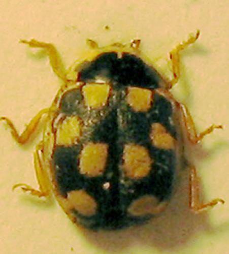 Propylea quatuordecimpunctata