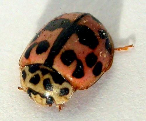 Oenopia conglobata