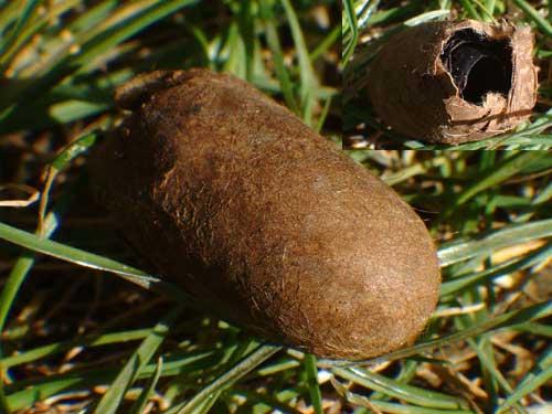 Réf. 1 391 : Lasiocampa quercus