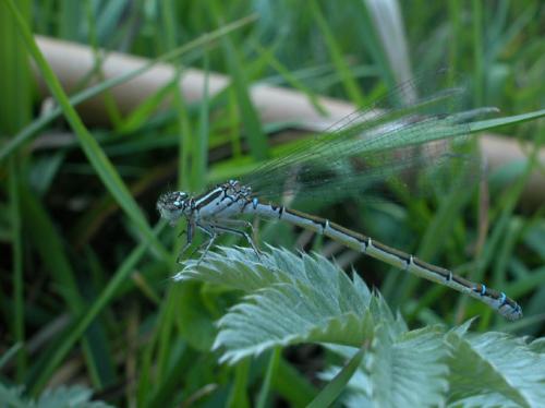 Coenagrion mercuriale