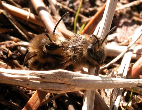 Colletes cunicularius