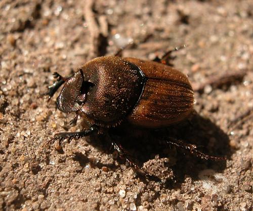 Onthophagus coenobita