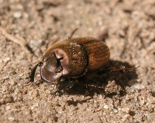 Onthophagus coenobita