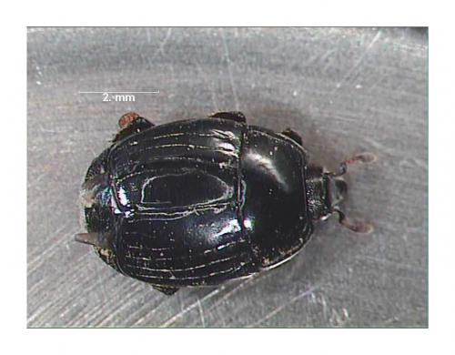 Margarinotus ignobilis