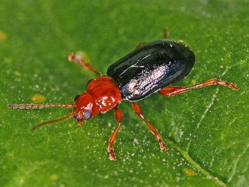 Réf. 1 196 : Podagrica sp.
