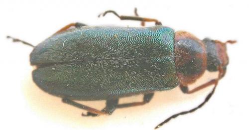Osphya aeneipennis