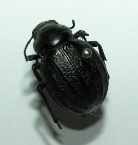 Pimelia sp.