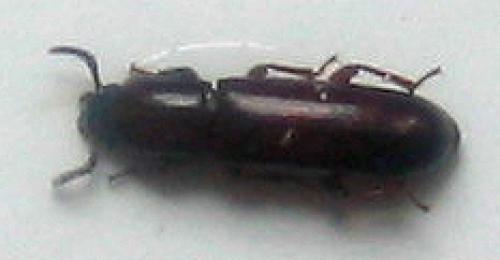 Réf. 1 650 : Corticeus unicolor