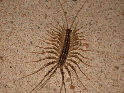 Réf. 1 461 : Scutigera coleoptrata