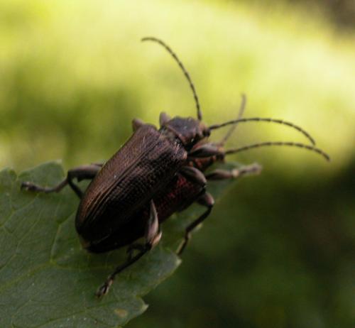 Plateumaris sericea