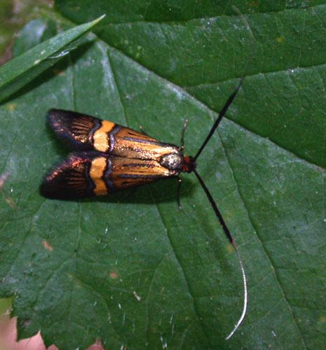 Réf. 1 166 : Nemophora degeerella