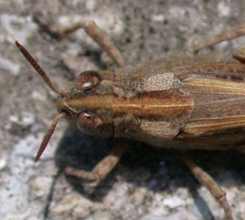 Aiolopus strepens