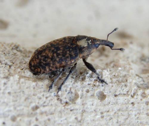 Réf. 1 788 : Larinus sp.