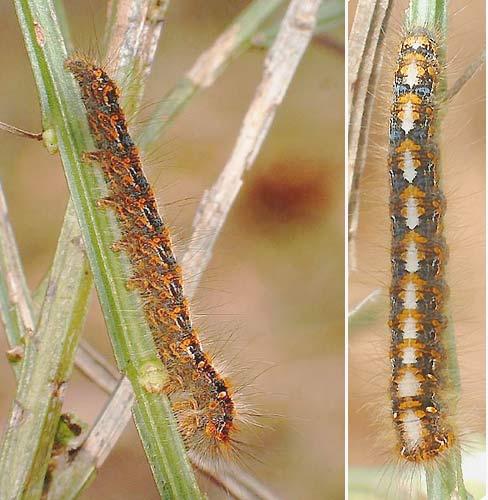 Lasiocampa quercus