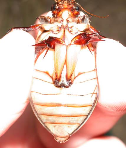 Cybister lateralimarginalis